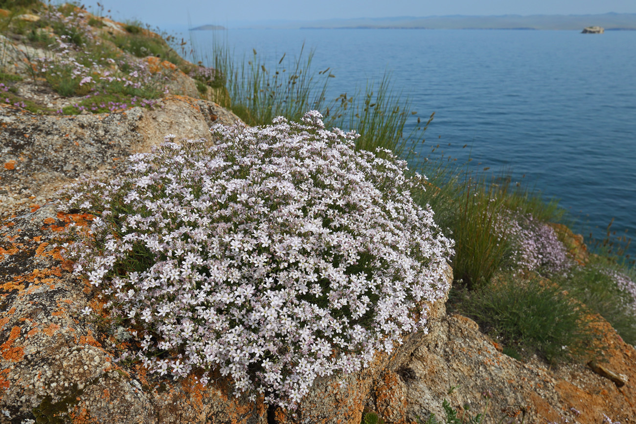 Изображение особи Gypsophila patrinii var. caespitosa.