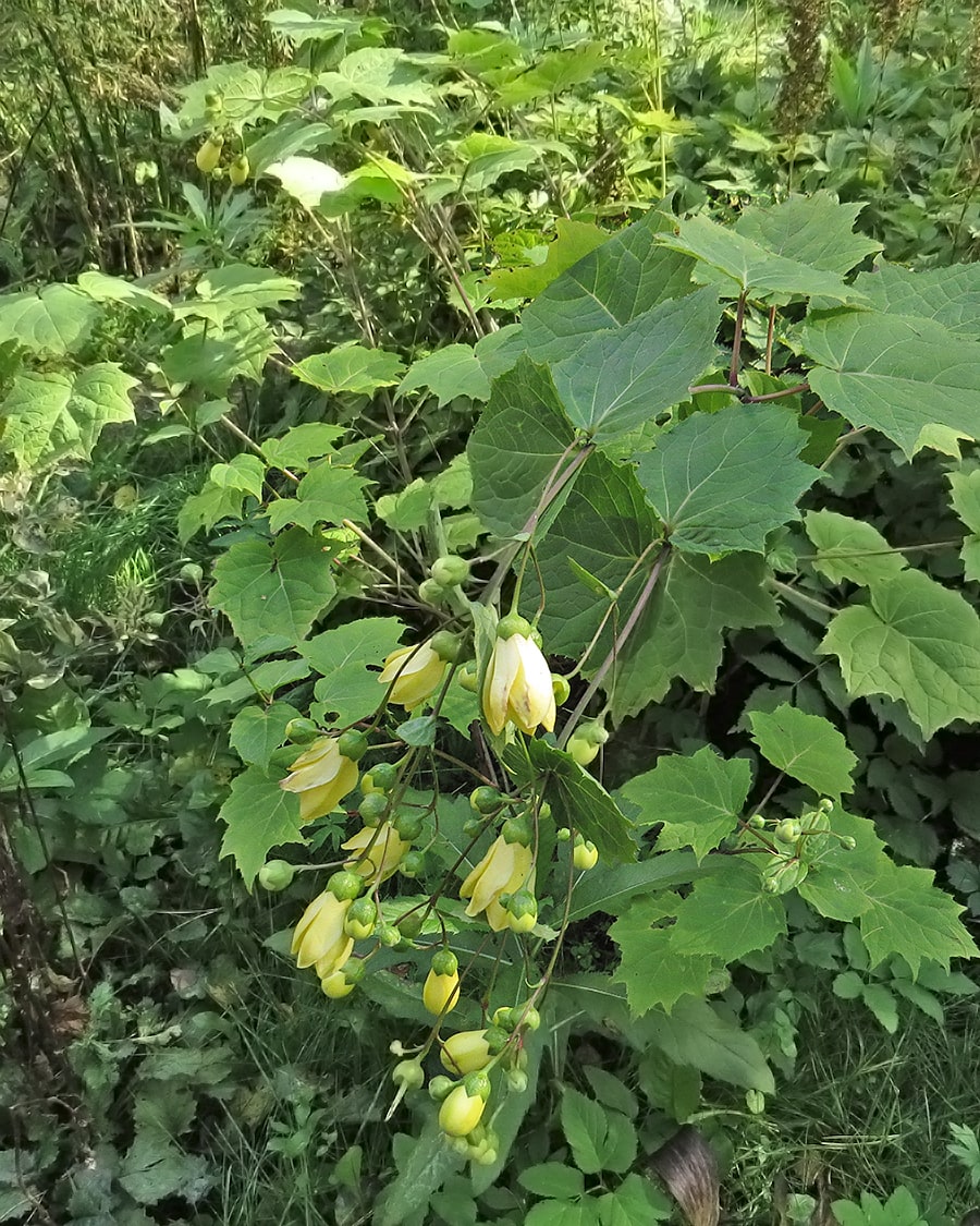 Изображение особи Kirengeshoma palmata.