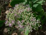 Hylotelephium spectabile