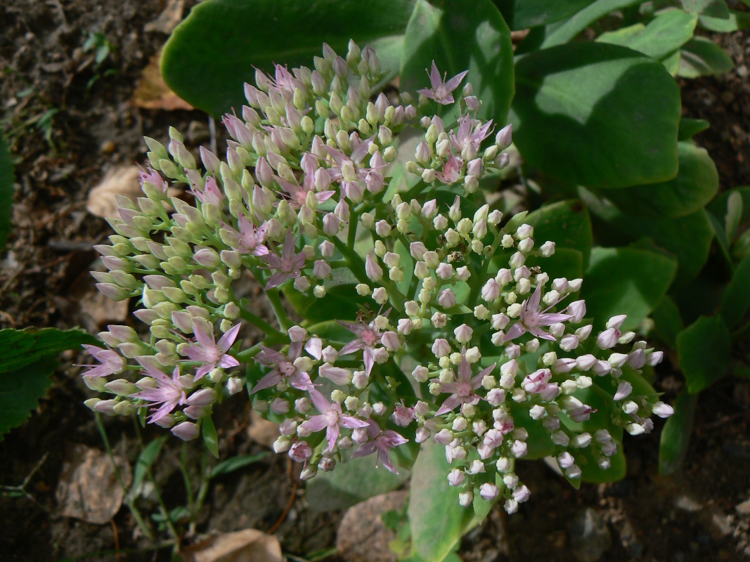 Image of Hylotelephium spectabile specimen.