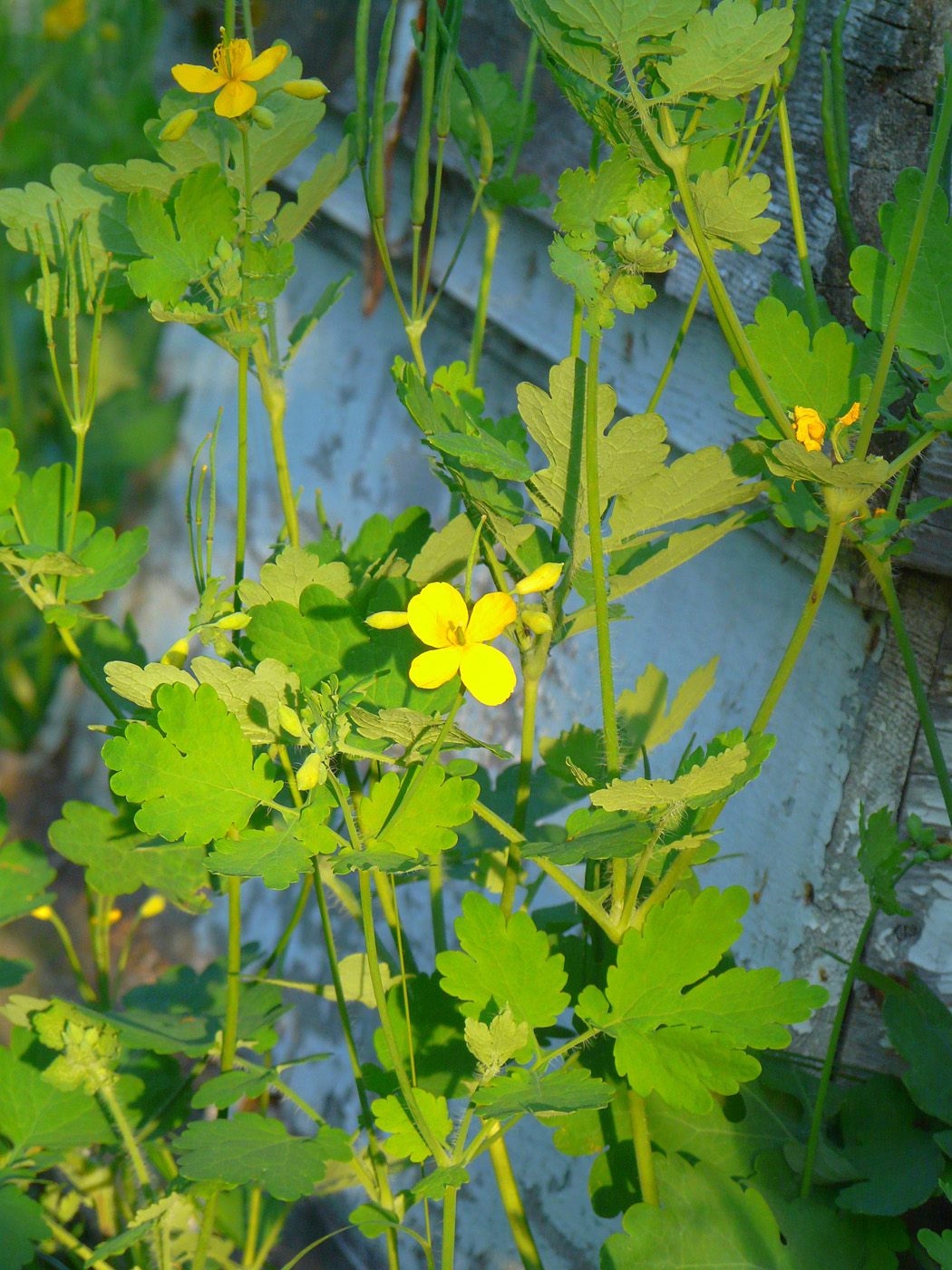 Изображение особи Chelidonium majus.