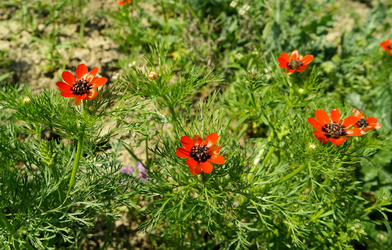 Image of Adonis aestivalis specimen.