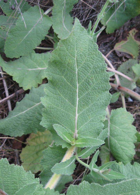 Image of Salvia virgata specimen.