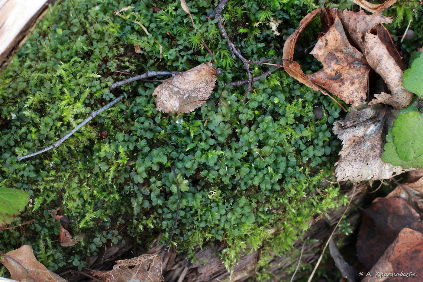 Image of Rhizomnium punctatum specimen.