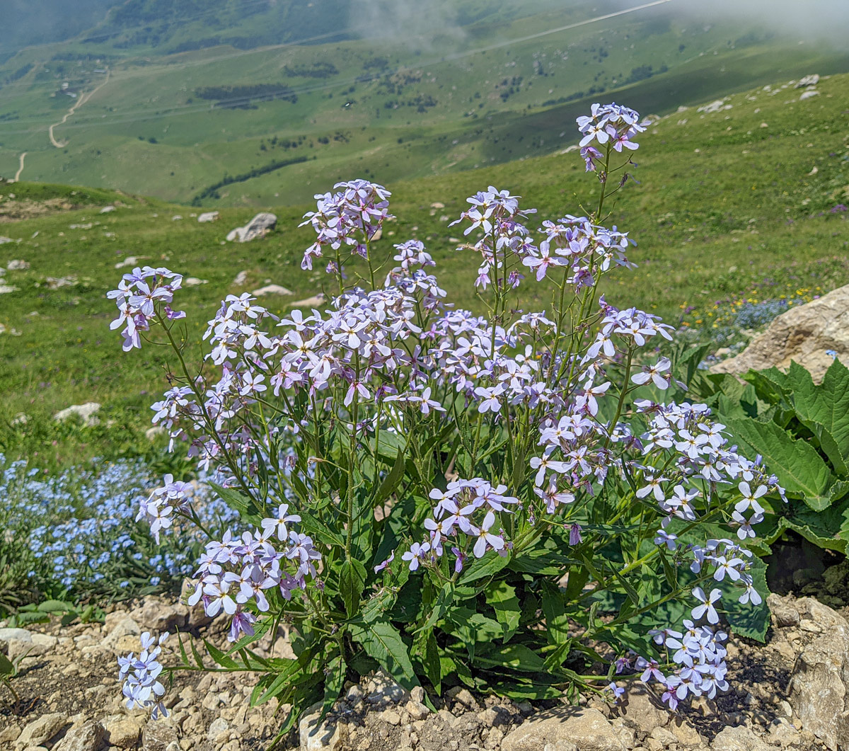 Image of Hesperis matronalis specimen.