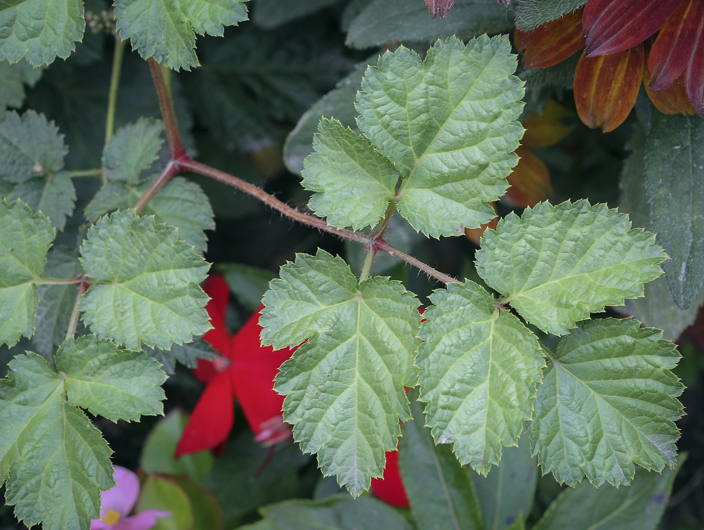 Изображение особи Astilbe chinensis.