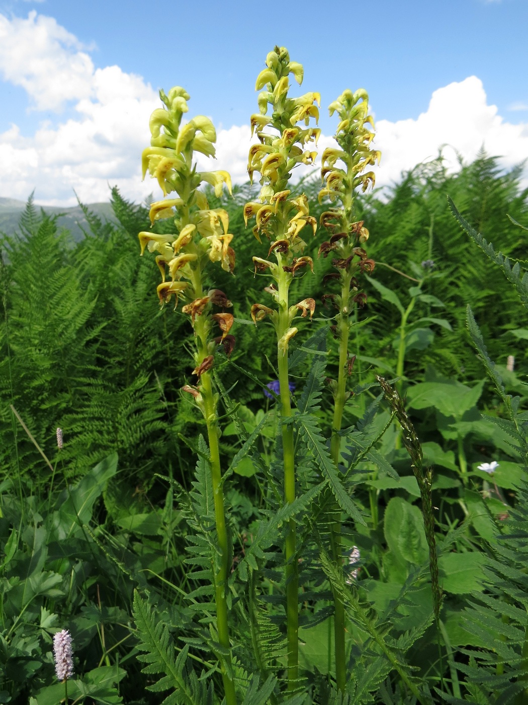 Изображение особи Pedicularis incarnata.