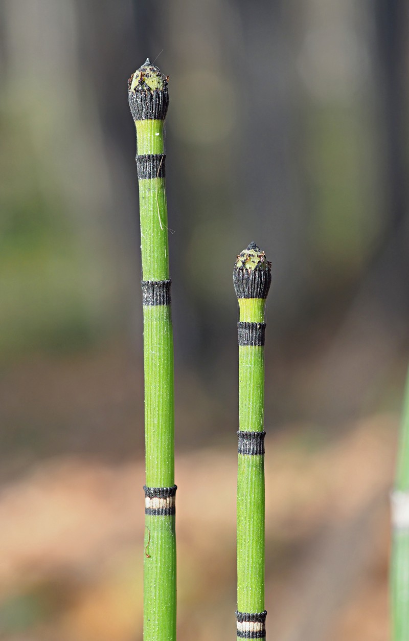 Изображение особи Equisetum hyemale.