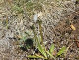 Crepis chrysantha. Плодоносящее растение. Республика Алтай, Кош-Агачский р-н, верховья р. Калгуты. 3 августа 2020 г.