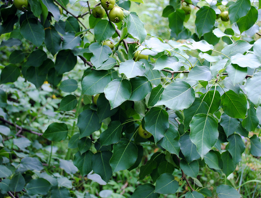 Изображение особи Pyrus ussuriensis.