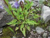 Campanula sarmatica