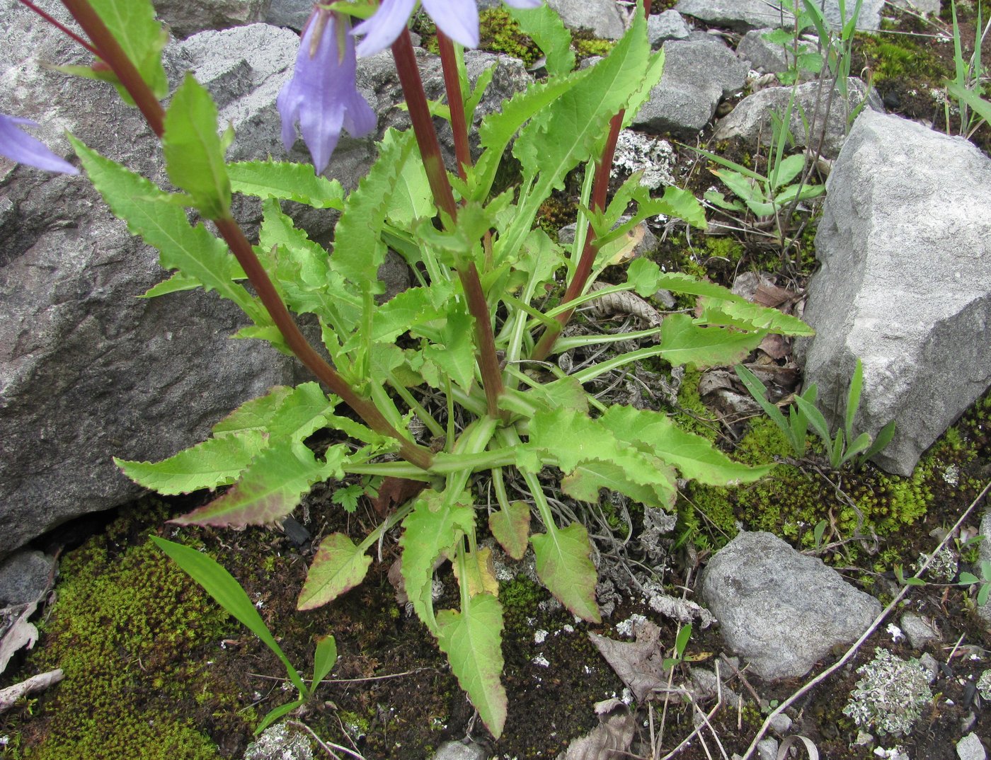 Image of Campanula sarmatica specimen.