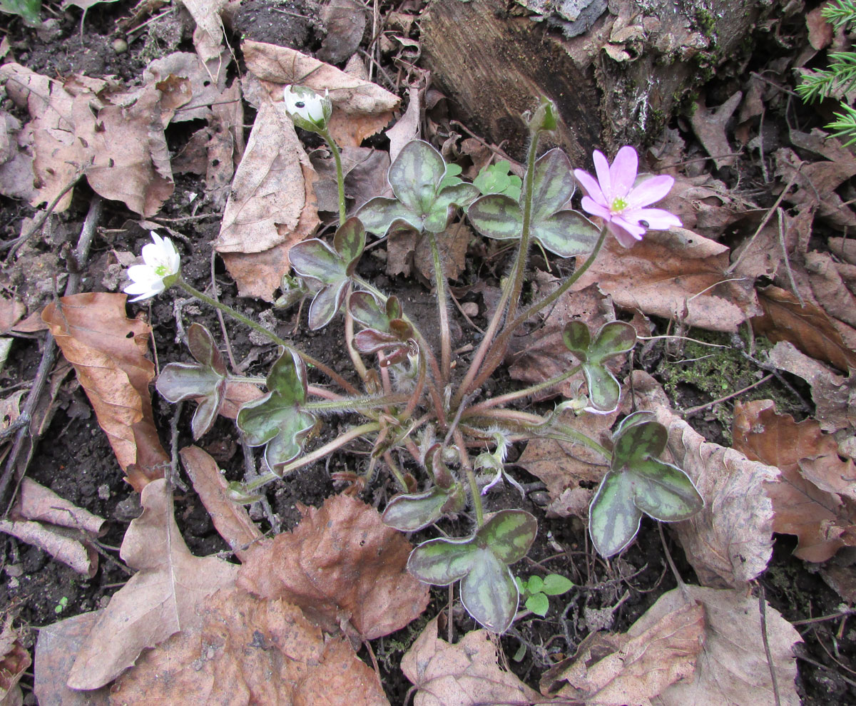 Изображение особи Hepatica insularis.