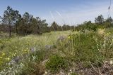 Stipa pulcherrima. Цветущее растение. Краснодарский край, м/о г. Новороссийск, окр. пос. Верхнебаканский, гора Раевская, горная степь. 18.05.2019.