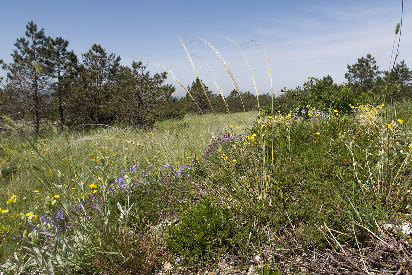 Image of Stipa pulcherrima specimen.