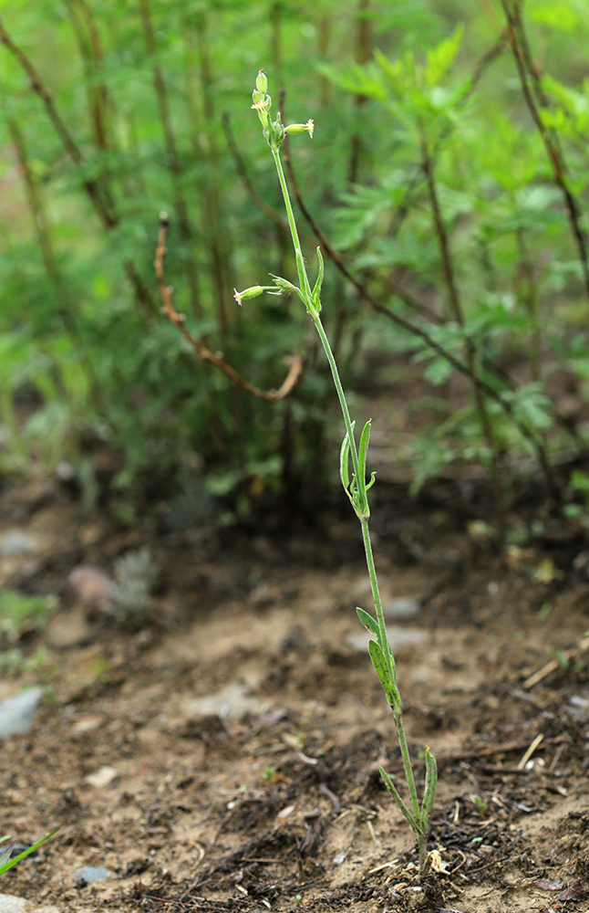 Image of Silene aprica specimen.