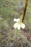 familia Iridaceae. Нижняя часть цветущего растения. ЮАР, Драконовы горы, Mkhomazi Wilderness area, хр. между ручьями Kwantuba и Mkomazi, альпийский луг. 06.01.2008.