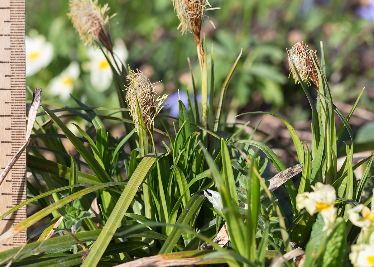 Изображение особи род Carex.