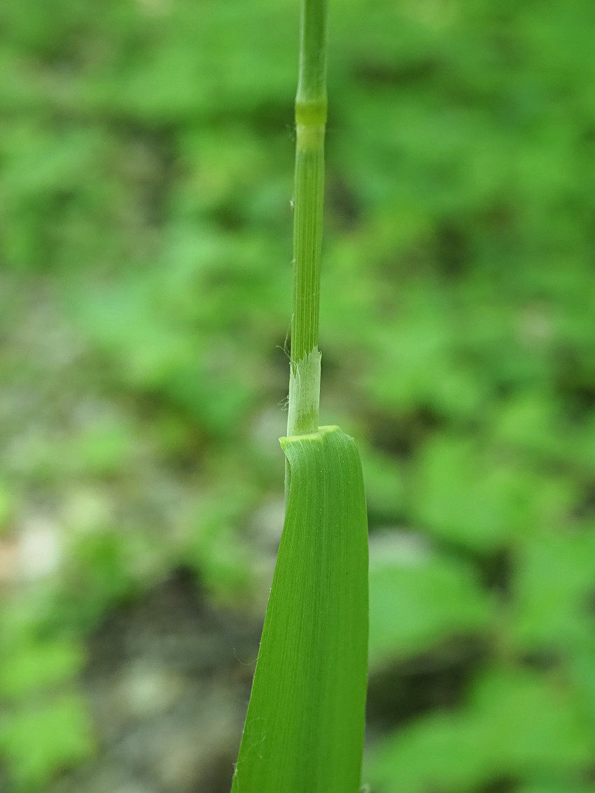 Изображение особи Milium effusum.