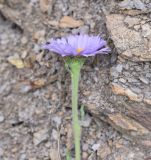 Aster alpinus. Соцветие. Республика Ингушетия, Джейрахский р-н, окр. ур. Дакхала, высота ок. 1980 м н.у.м., луг на склоне в окружении смешанного леса (берёза, сосна). 18 июня 2022 г.