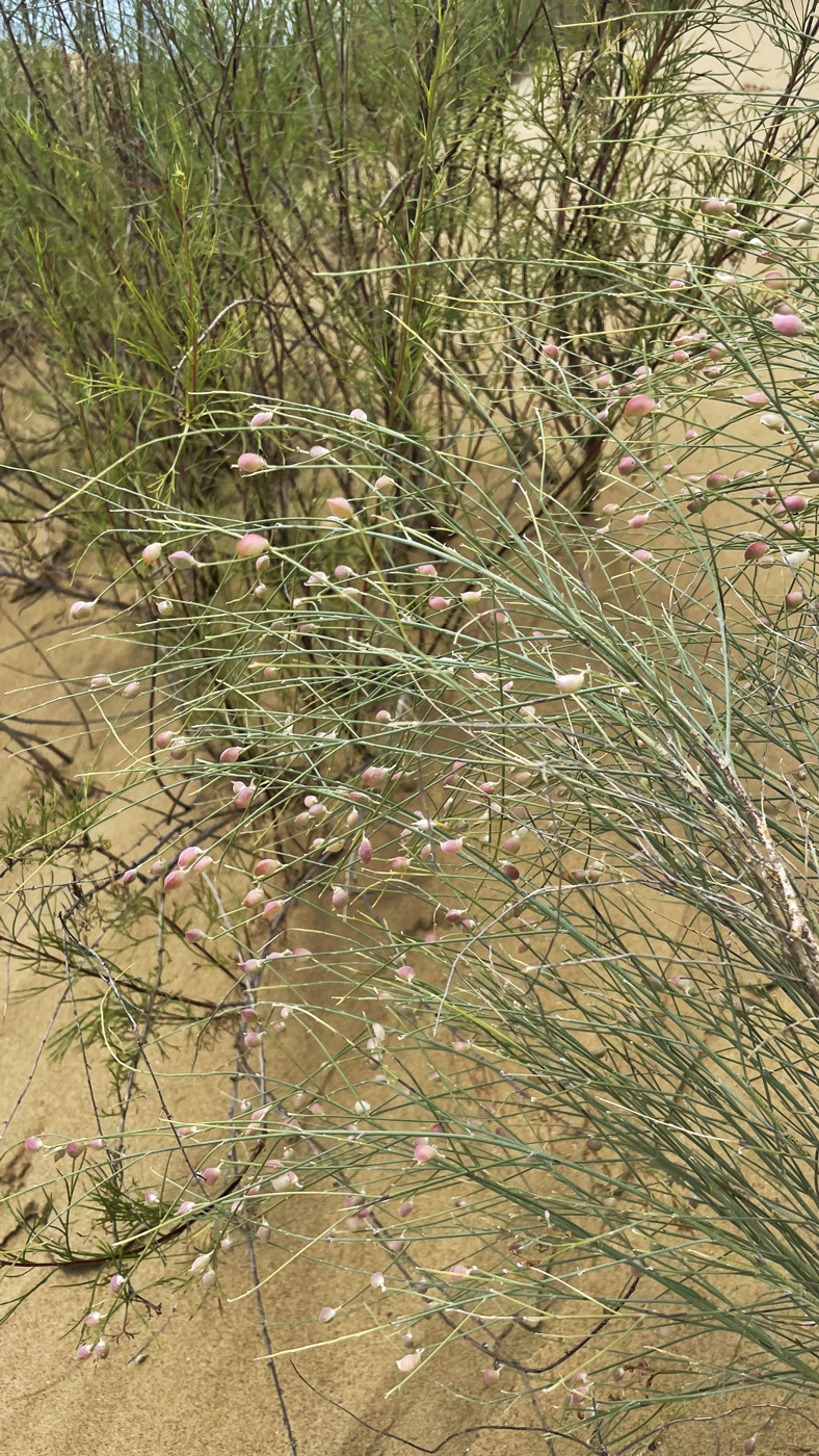 Image of Eremosparton aphyllum specimen.