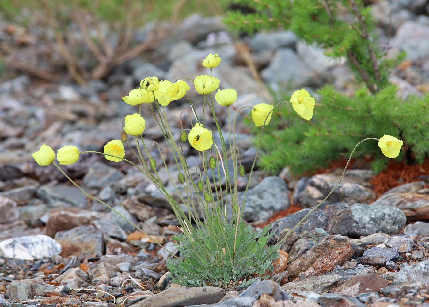 Image of genus Papaver specimen.