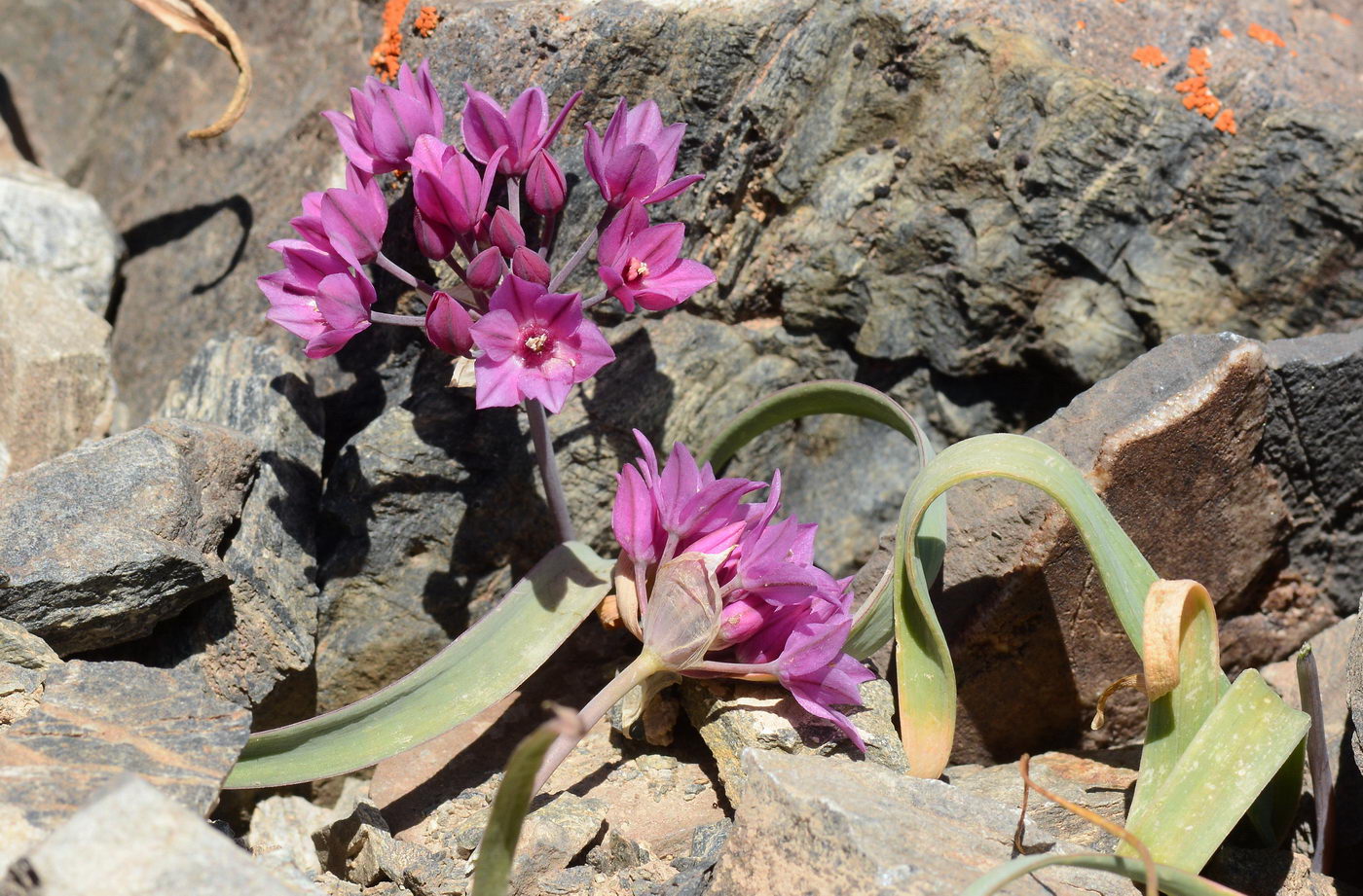 Изображение особи Allium oreophilum.