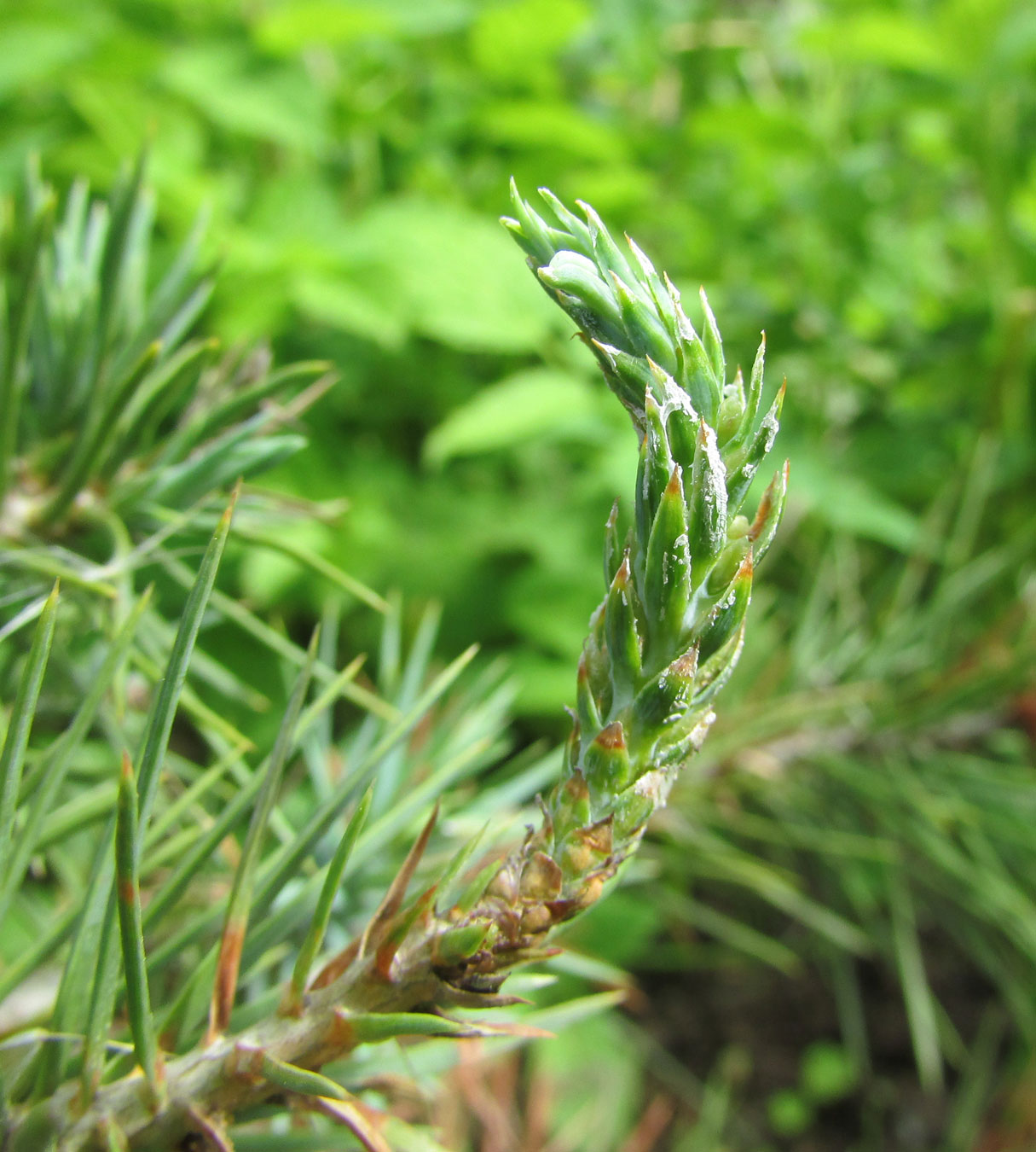 Изображение особи Pinus edulis.