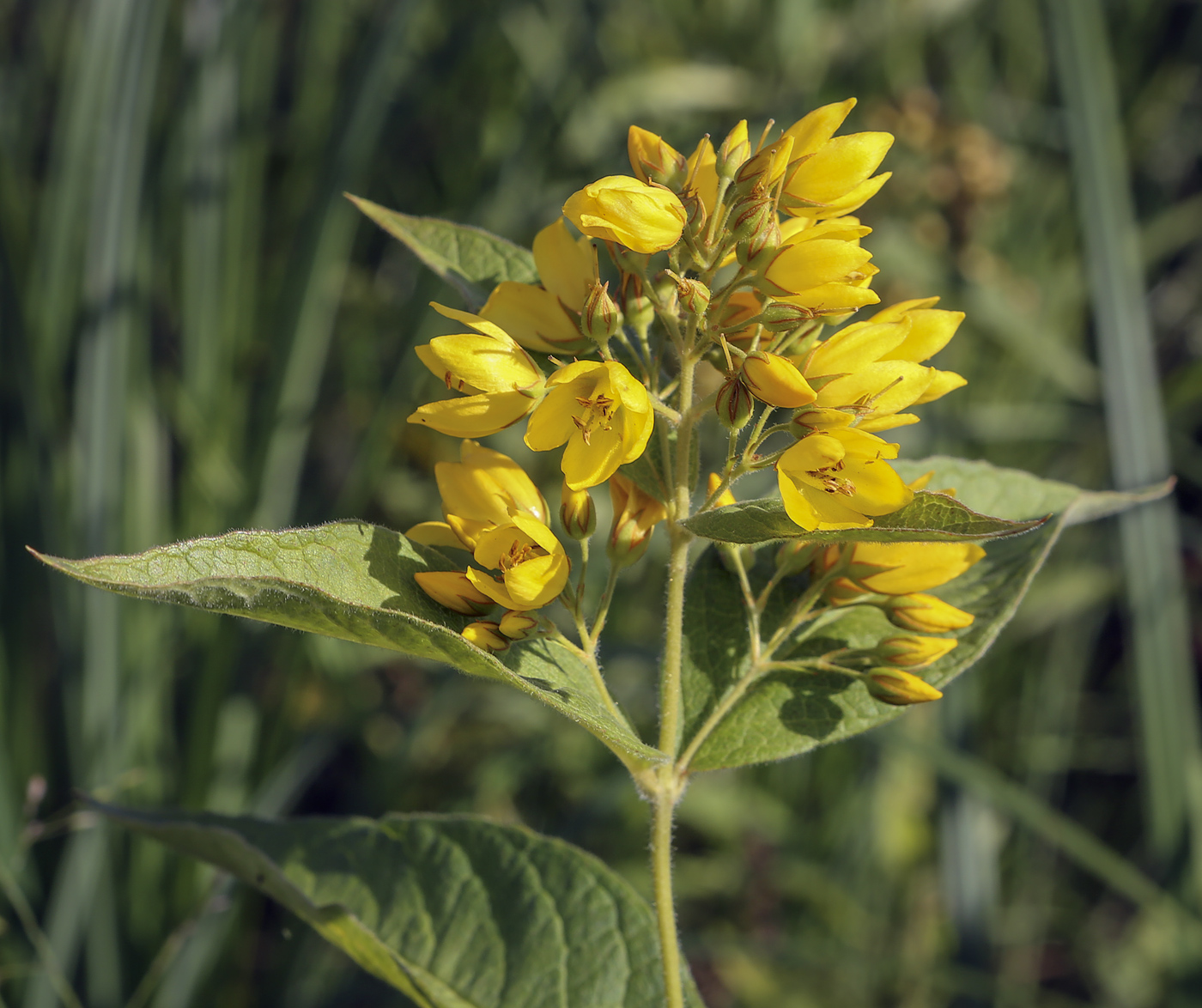 Изображение особи Lysimachia vulgaris.