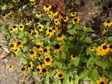 Rudbeckia triloba