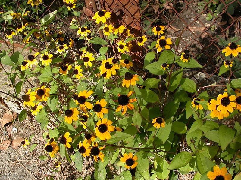 Image of Rudbeckia triloba specimen.