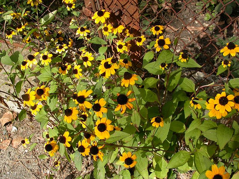 Изображение особи Rudbeckia triloba.