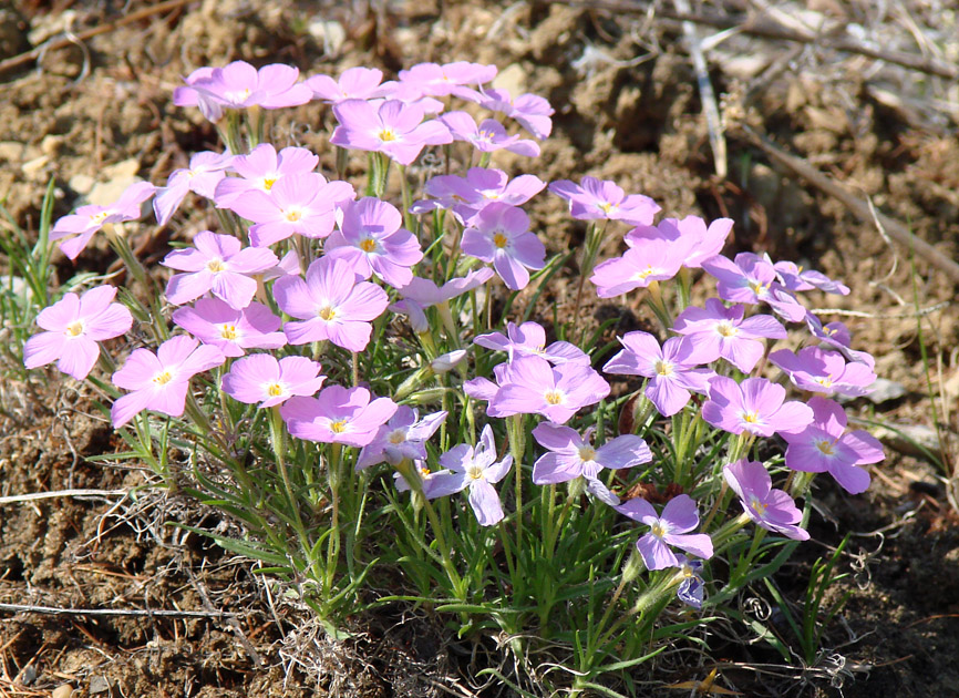 Image of Phlox sibirica specimen.