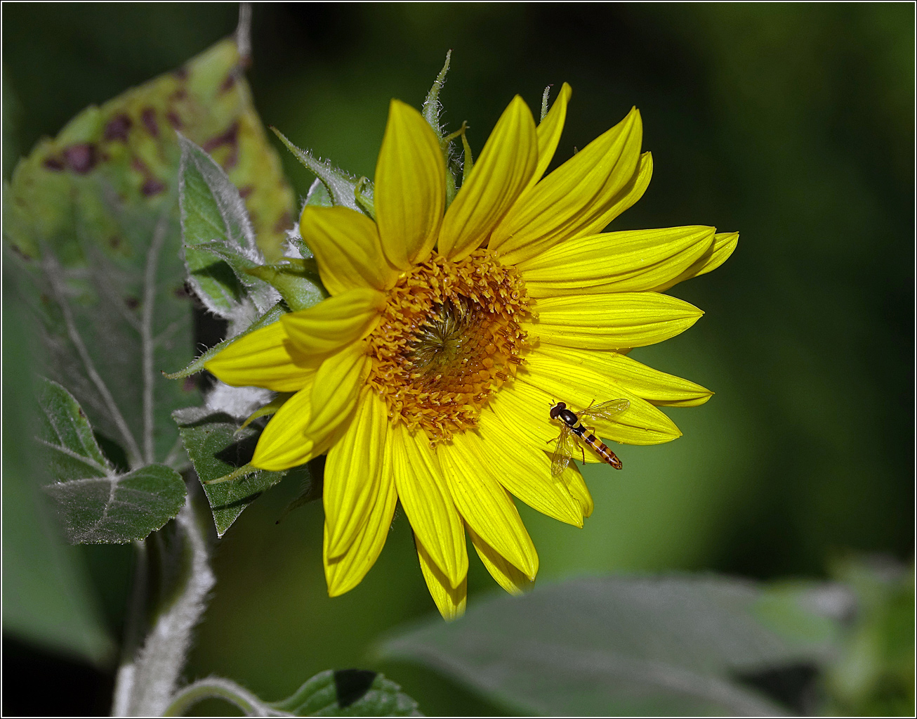 Изображение особи Helianthus annuus.