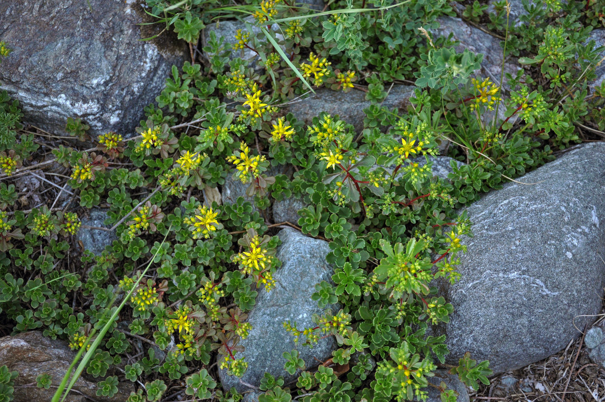 Изображение особи Aizopsis hybrida.