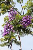 Jacaranda mimosifolia