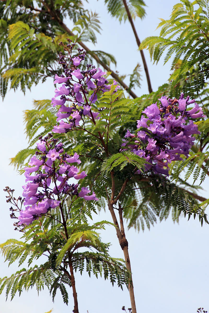 Image of Jacaranda mimosifolia specimen.