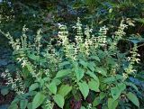 Salvia glutinosa. Цветущие растения. Республика Абхазия, Ткварчельский р-н, пос. Акамара, обочина дороги. 26.09.2022.