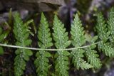 Woodsia caucasica