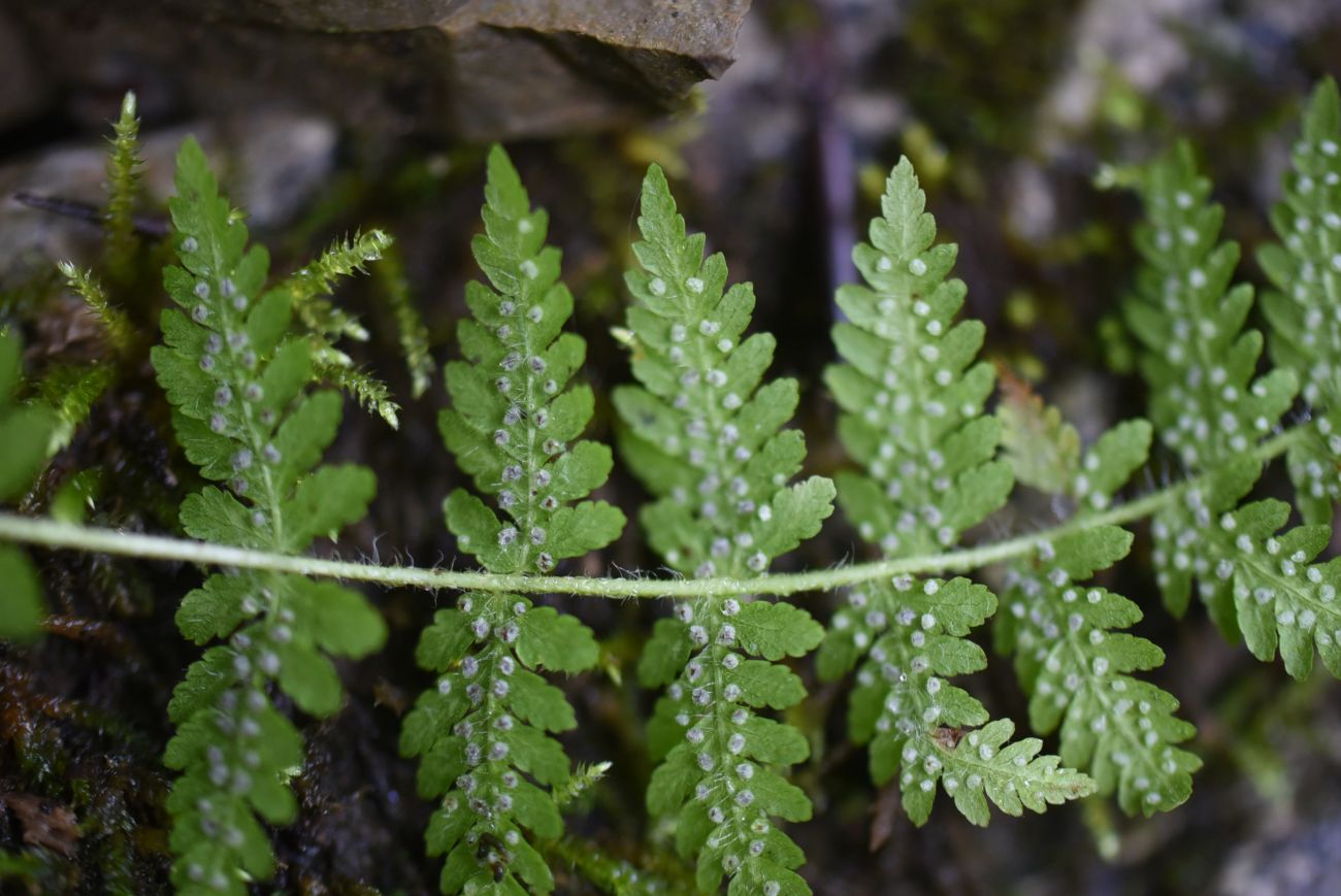 Image of Woodsia caucasica specimen.