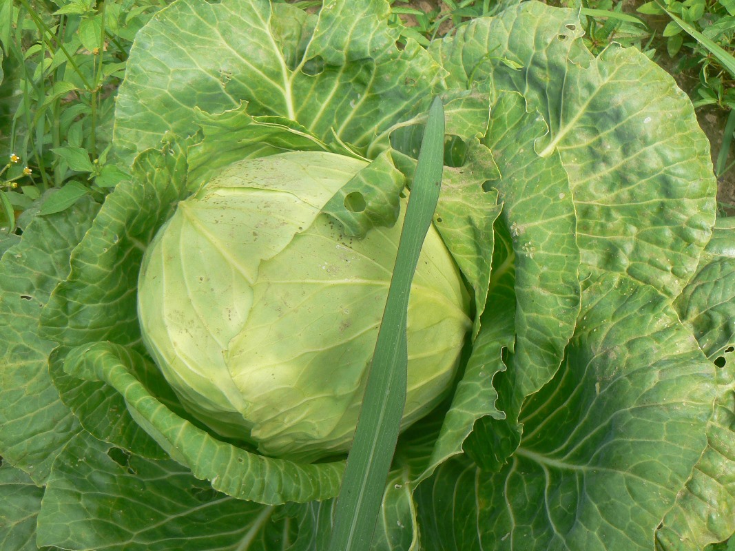 Изображение особи Brassica oleracea var. capitata.