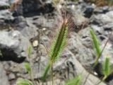 Hordeum geniculatum