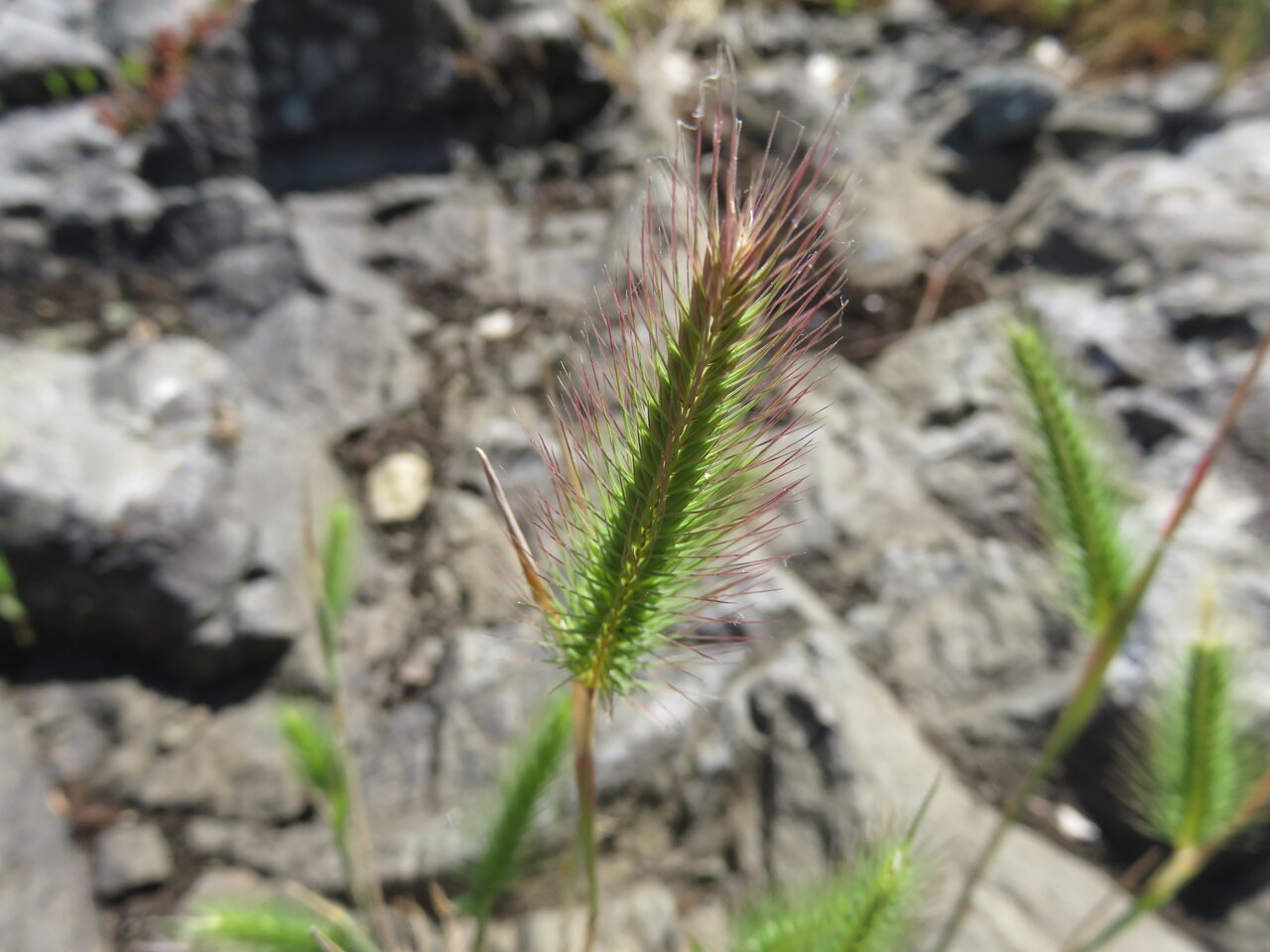 Image of Hordeum geniculatum specimen.