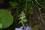 Epilobium hirsutum. Цветущее растение. Республика Адыгея, правый борт ручья Берёзовый, поляна перед штольней № 3, заболоченный участок. 31 июля 2022 г.