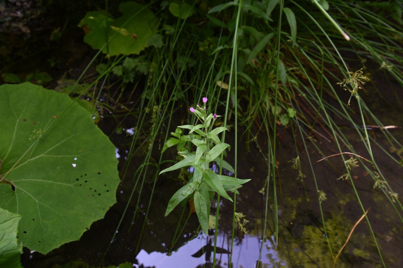 Изображение особи Epilobium hirsutum.