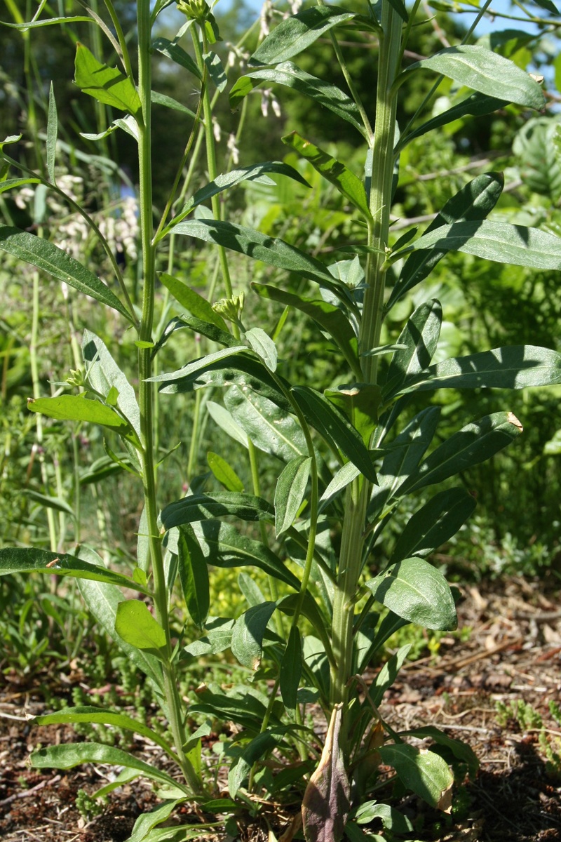 Image of Erysimum hieraciifolium specimen.