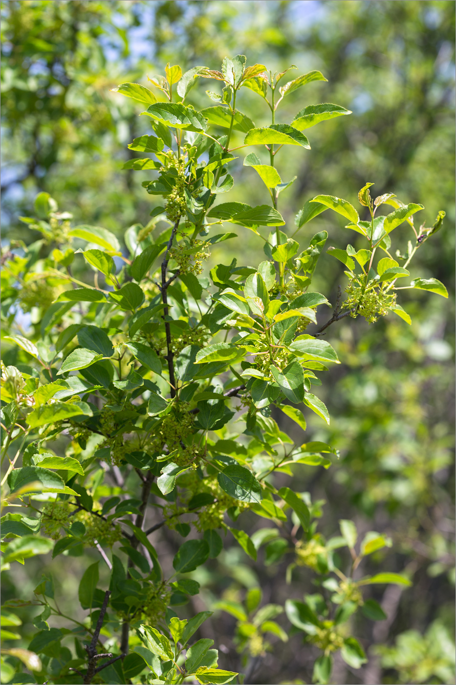 Изображение особи Rhamnus cathartica.