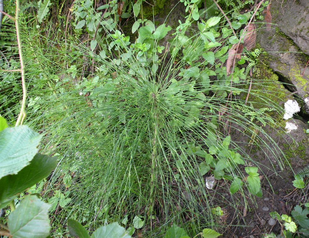 Image of Equisetum telmateia specimen.