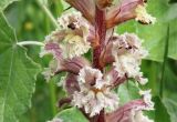 Orobanche crenata. Цветки. Краснодарский край, м/о Анапа, пос. Витязево, Санаторный пр-д, широкий газон вдоль улицы. 29.05.2021.