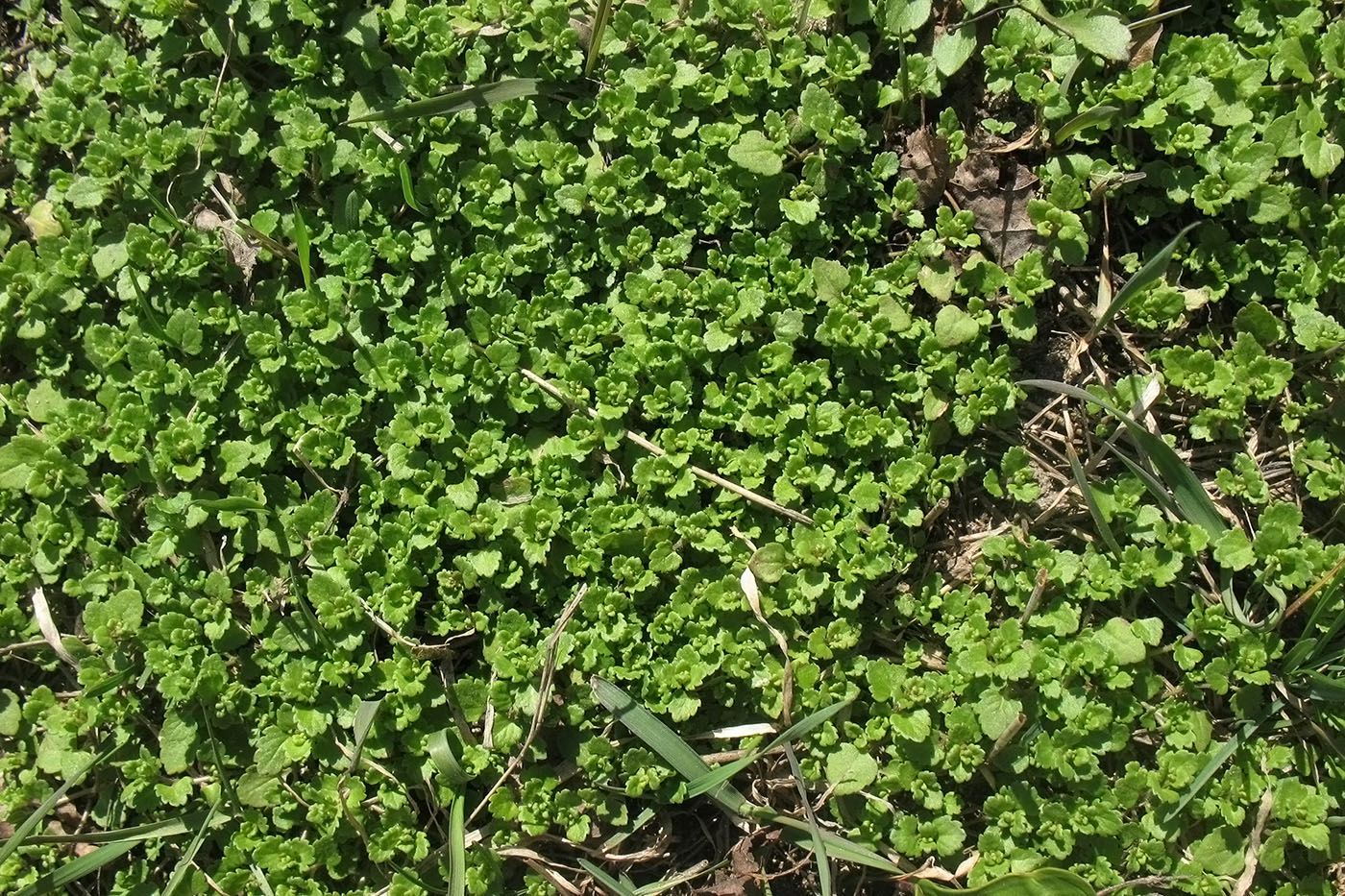 Image of Veronica persica specimen.